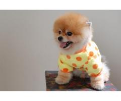 Evlatlık için Priceless pomeranian boo yavruları