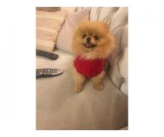 Evlatlık için Priceless pomeranian boo yavruları