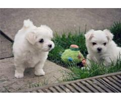 Pure White Maltese Ready for New Home