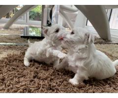 Pure White Maltese Ready for New Home